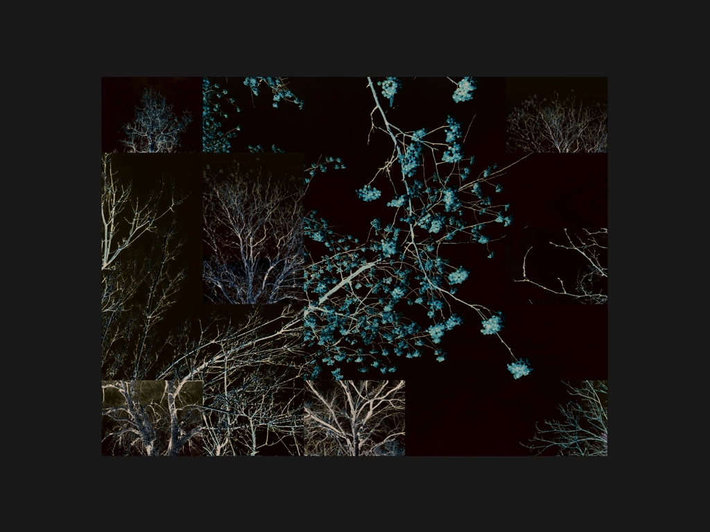 berries and tree branches on black background