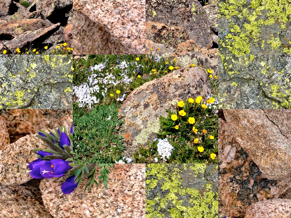 mountain flowers amidst rocks