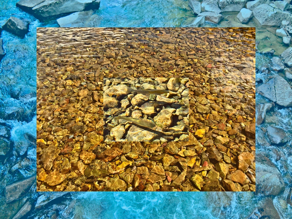trout camouflaged in mountain stream